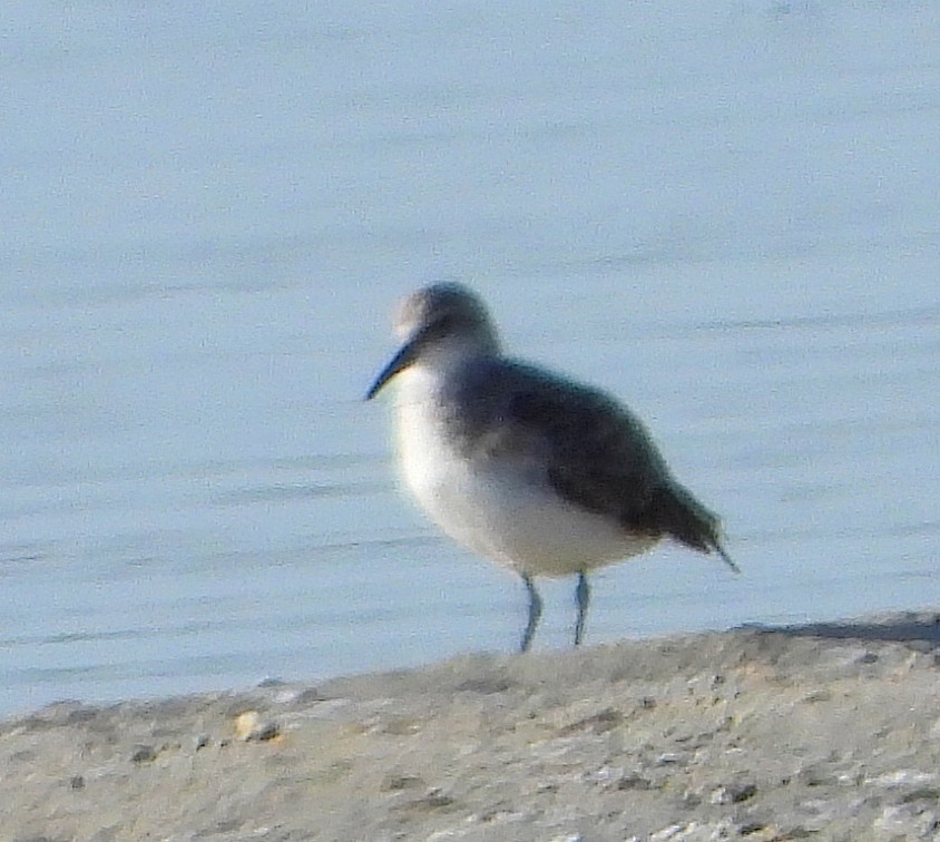 Bécasseau maubèche - ML642180223
