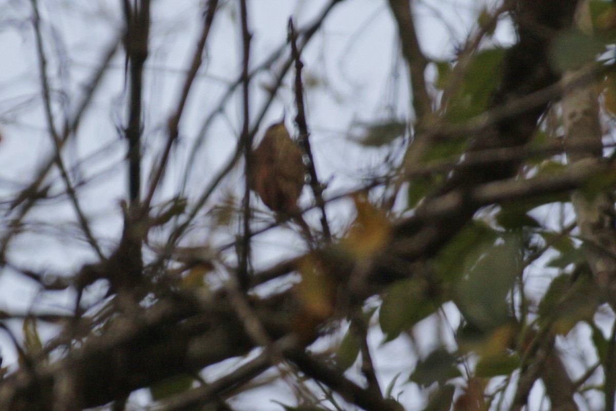 Streaked Xenops - ML642180239