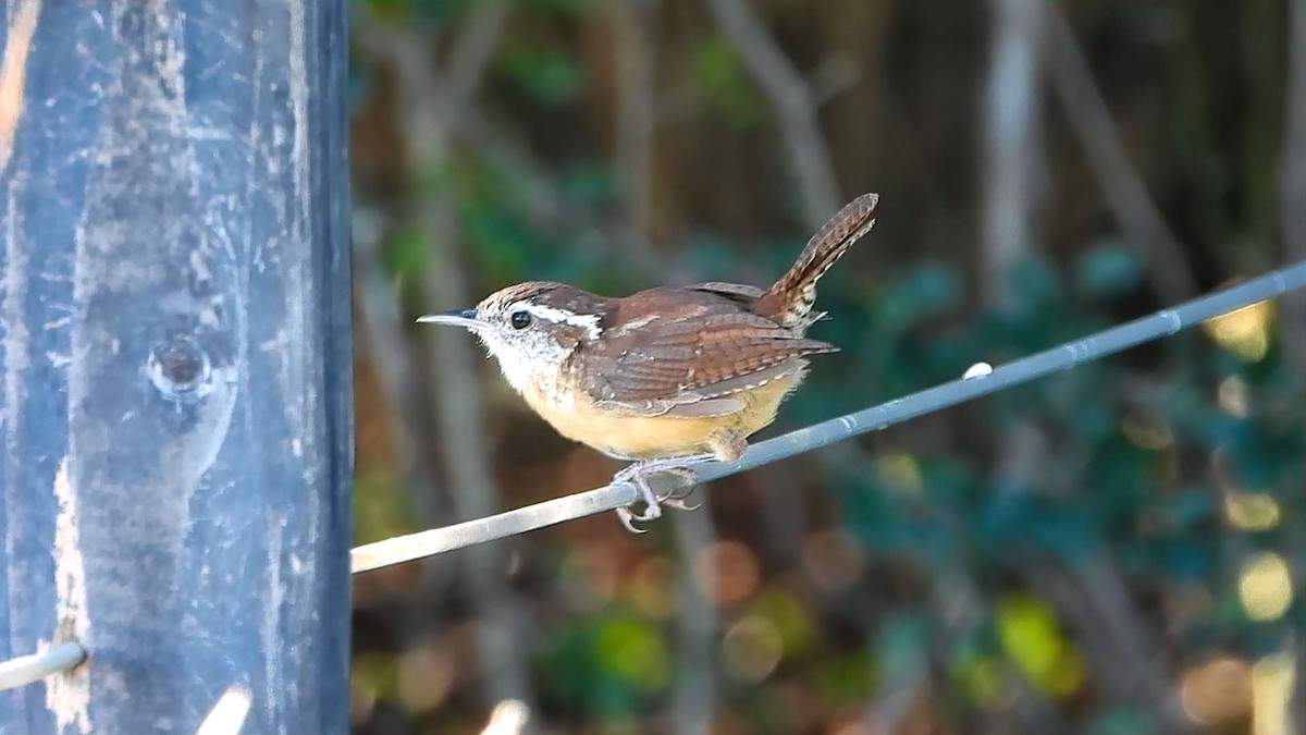 Carolina Wren - ML642180245
