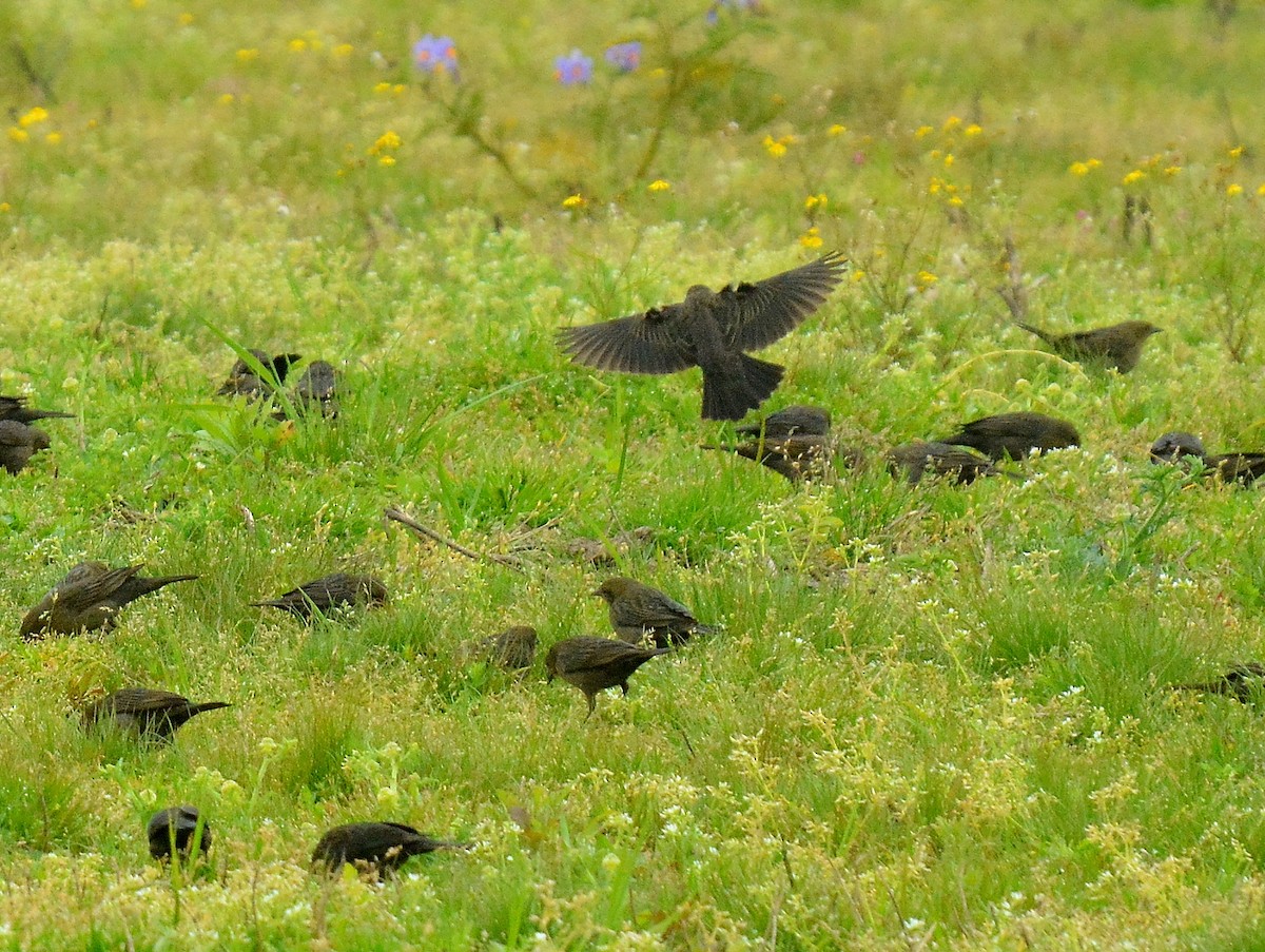 Chestnut-capped Blackbird - ML642180257