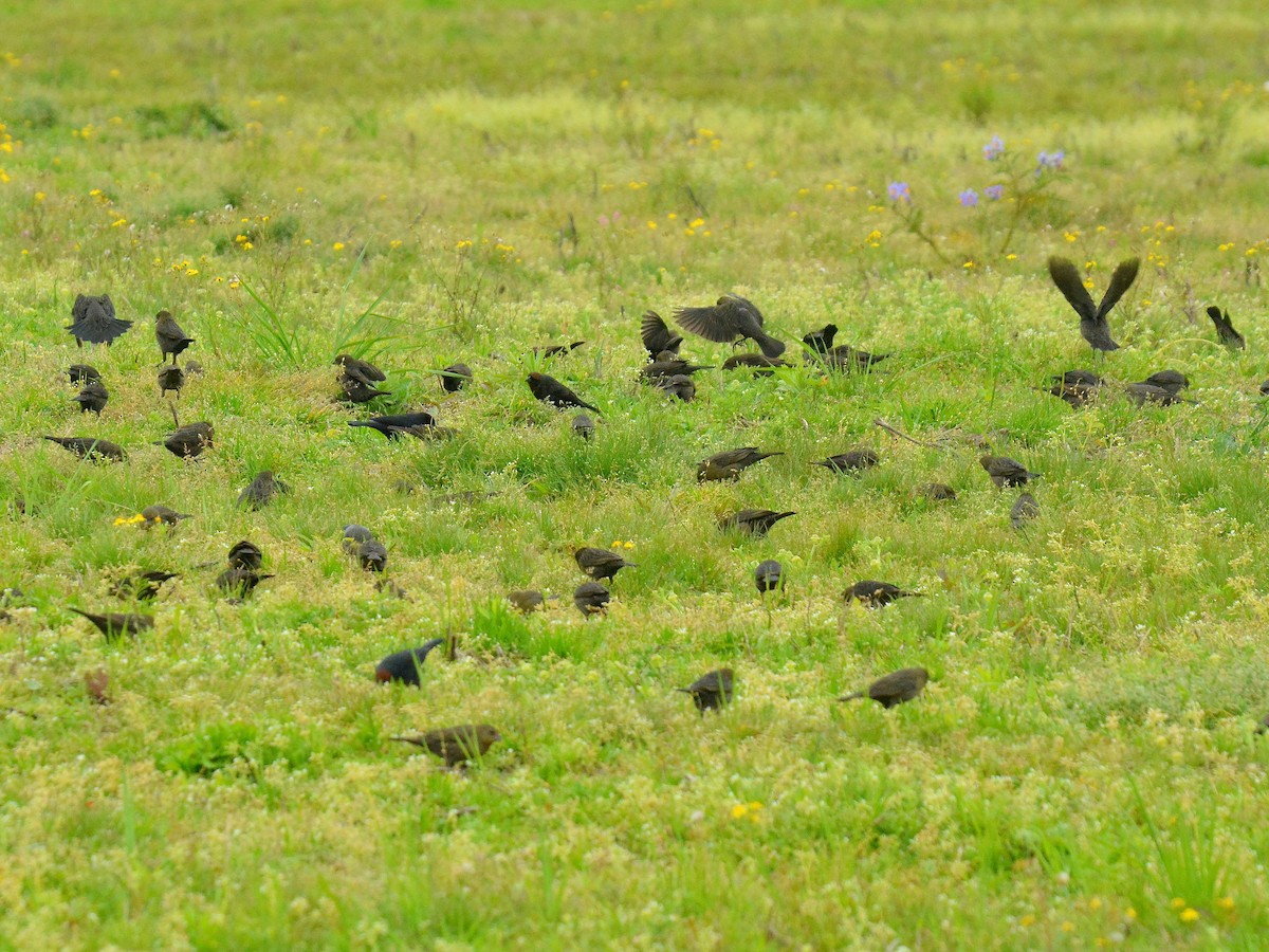 Chestnut-capped Blackbird - ML642180258