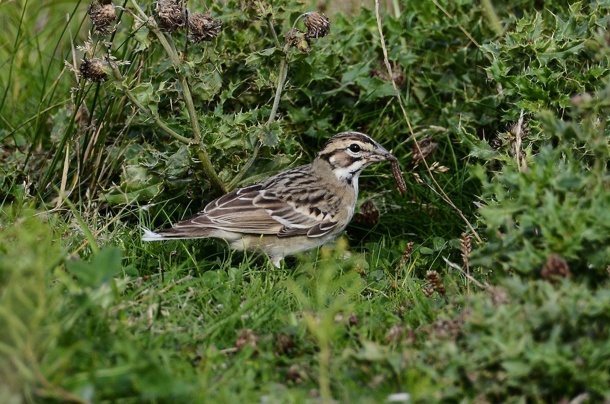 Lark Sparrow - ML642180265