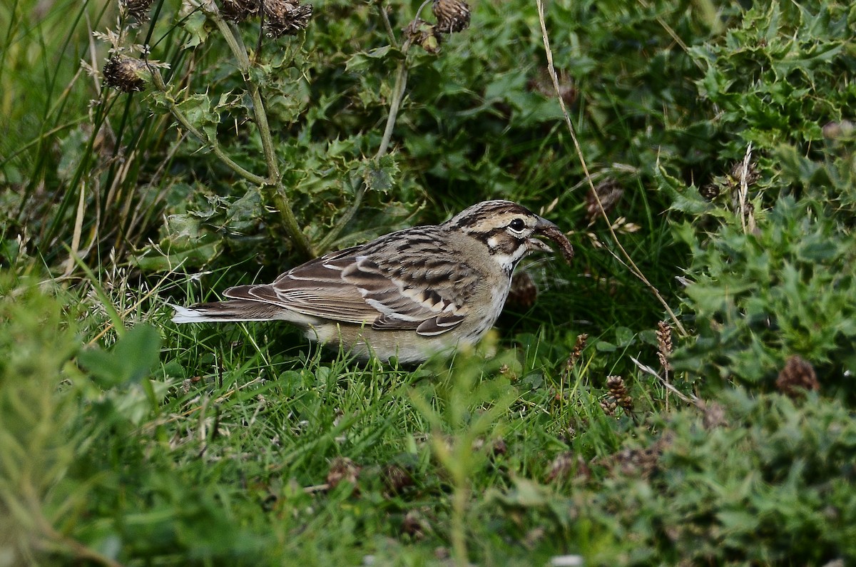 Lark Sparrow - ML642180267