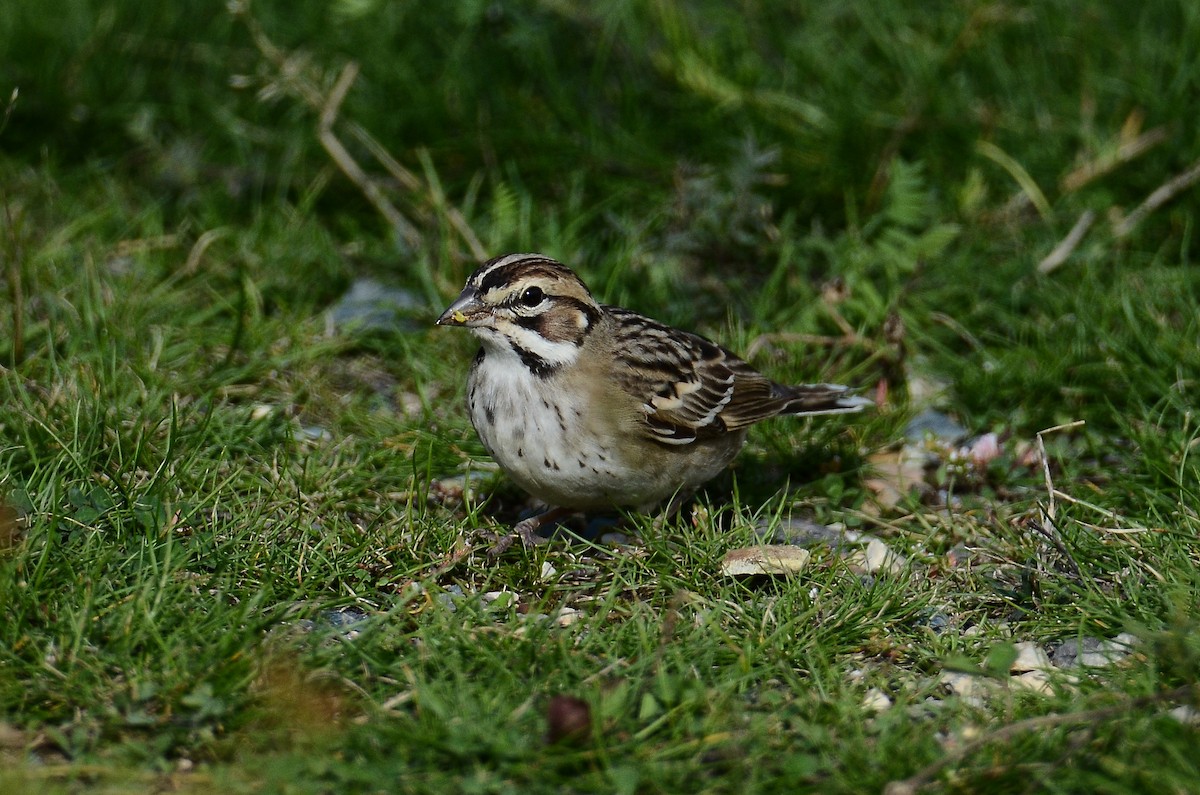 Lark Sparrow - ML642180268