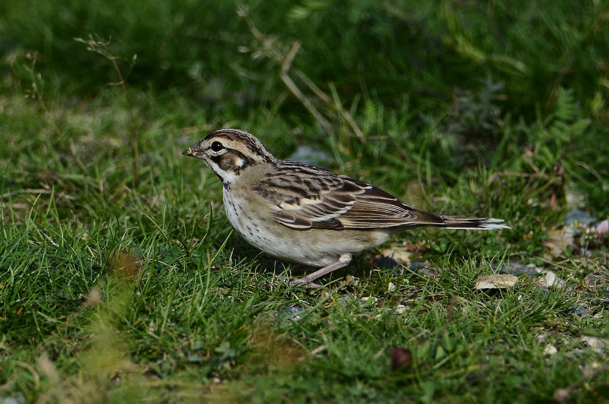 Lark Sparrow - ML642180269