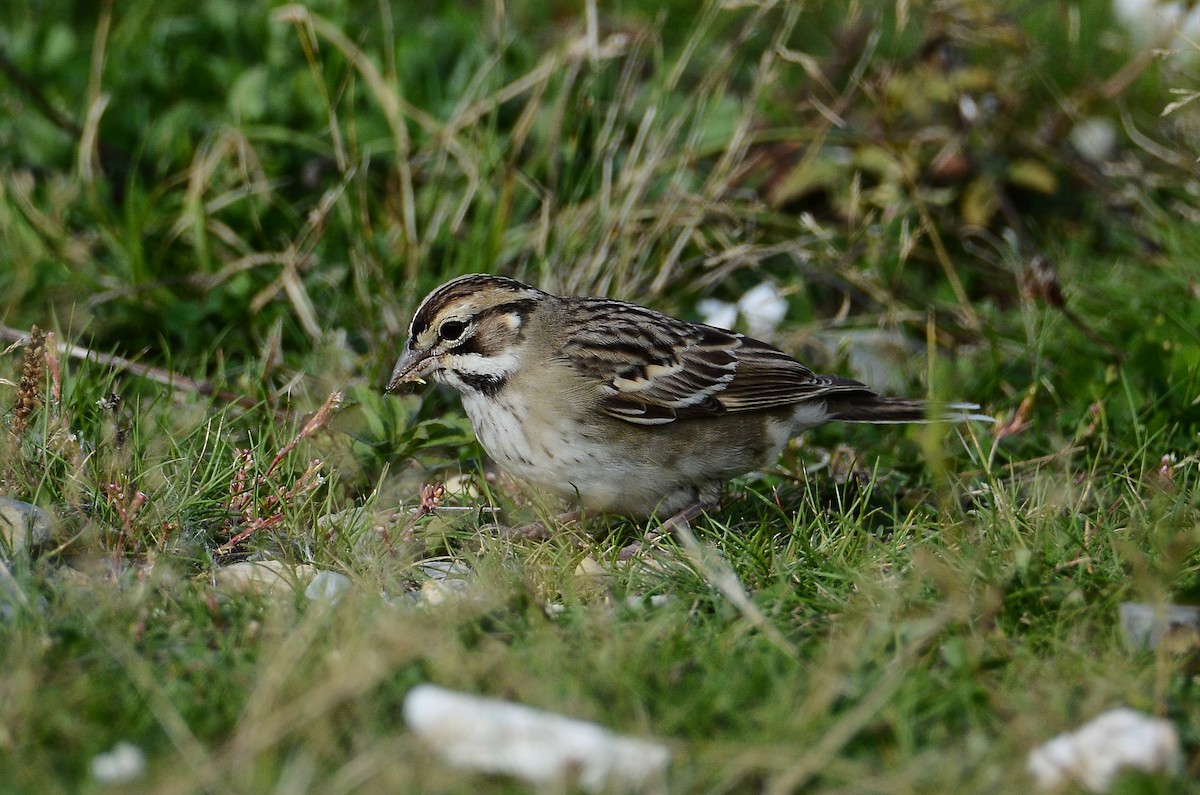 Lark Sparrow - ML642180270