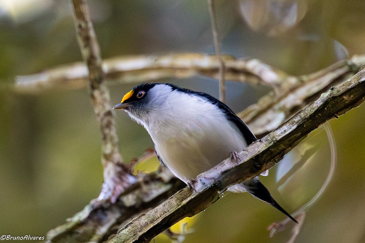 Pin-tailed Manakin - ML642180271