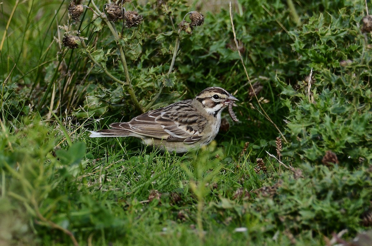 Lark Sparrow - ML642180273
