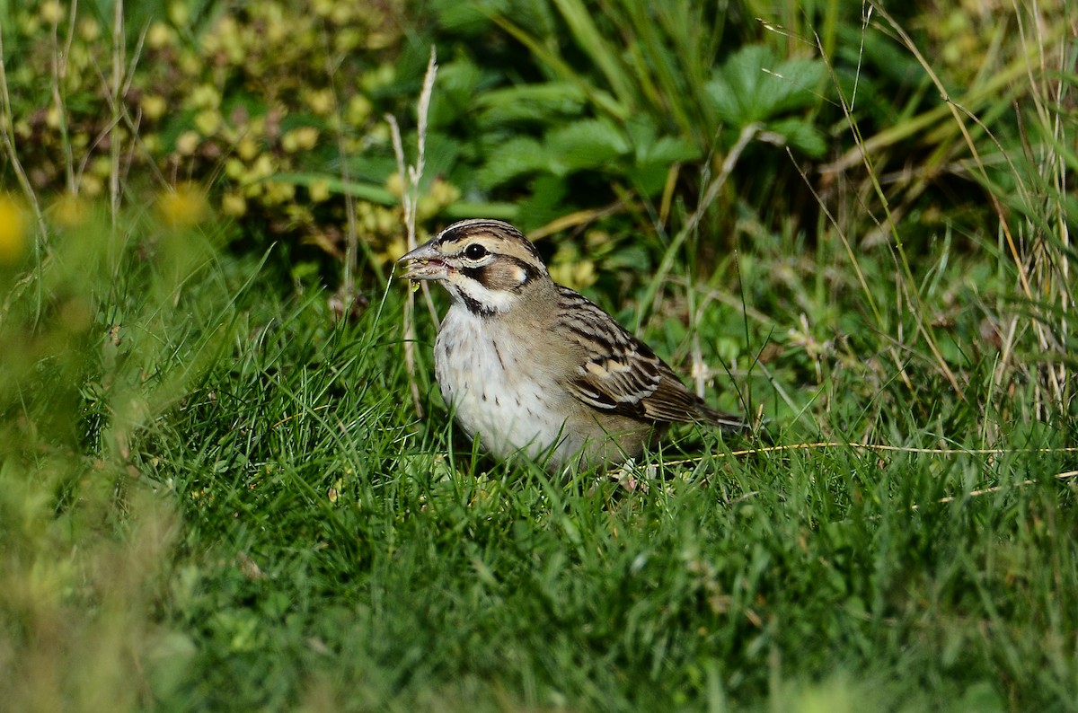 Lark Sparrow - ML642180275