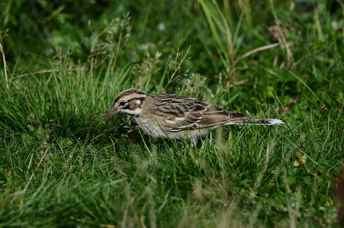 Lark Sparrow - ML642180276