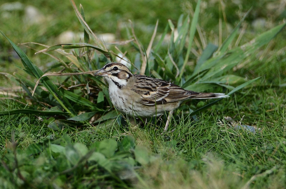 Lark Sparrow - ML642180277