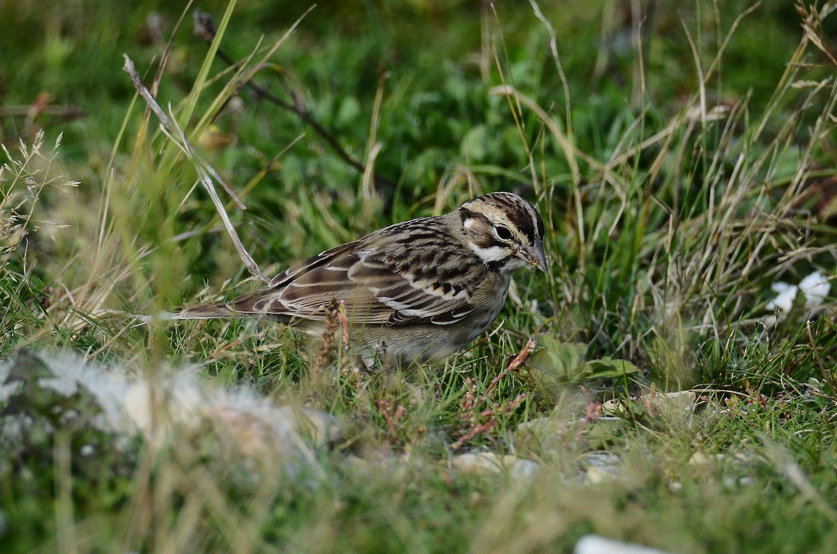 Lark Sparrow - ML642180279