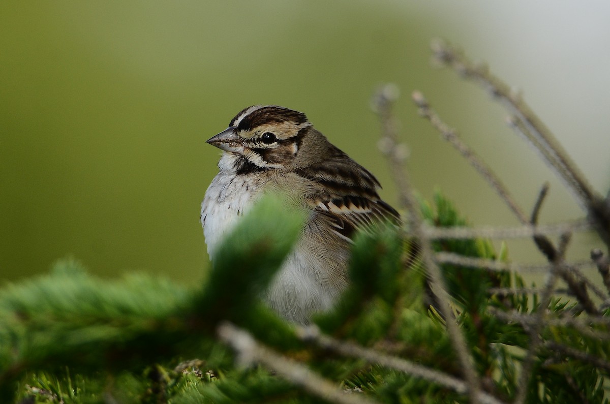 Lark Sparrow - ML642180281