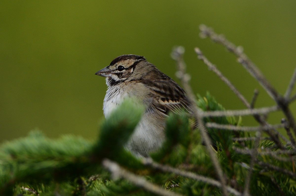 Lark Sparrow - ML642180282
