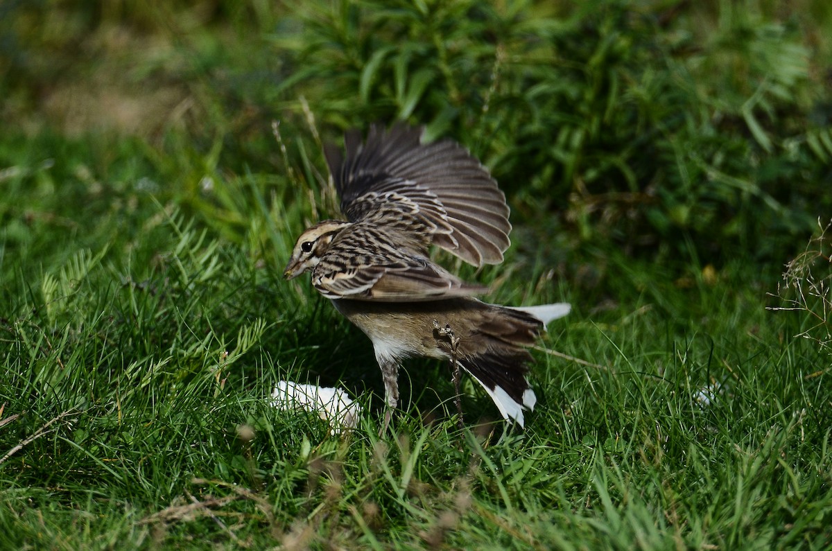 Lark Sparrow - ML642180283
