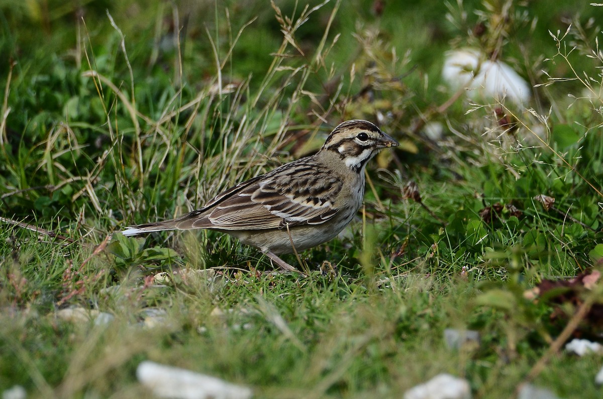 Lark Sparrow - ML642180284