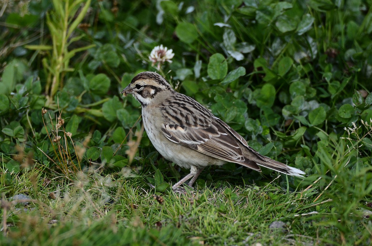 Lark Sparrow - ML642180285