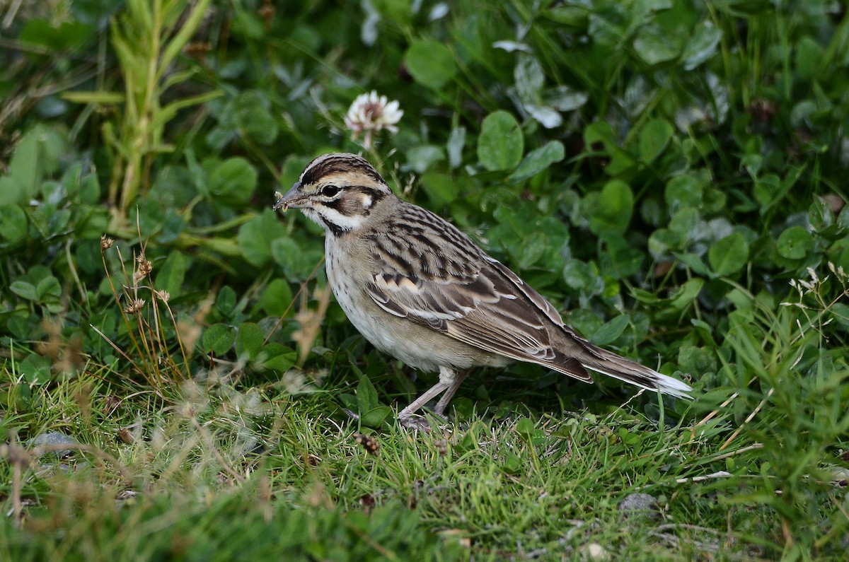 Lark Sparrow - ML642180286