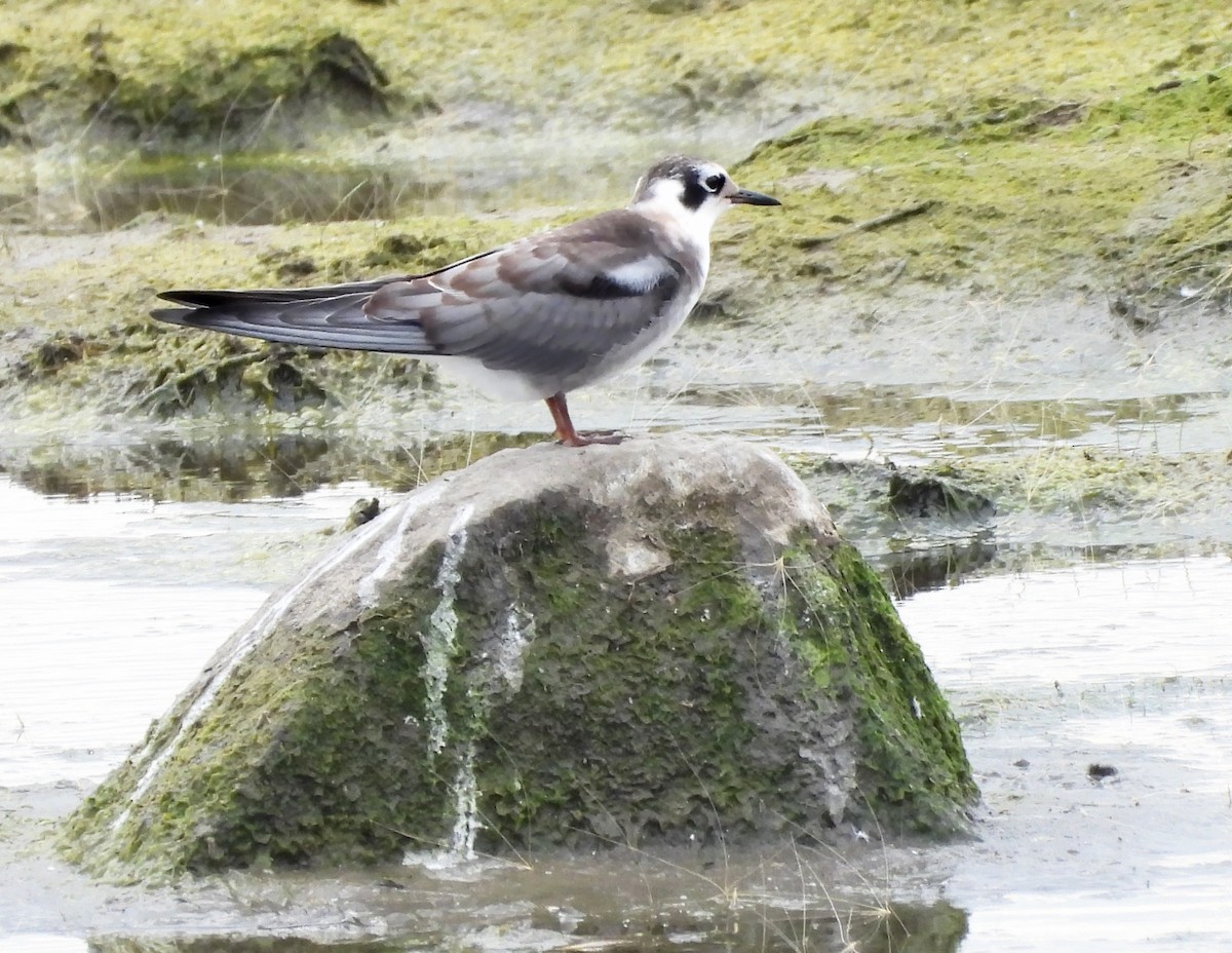 rybák černý - ML642180295