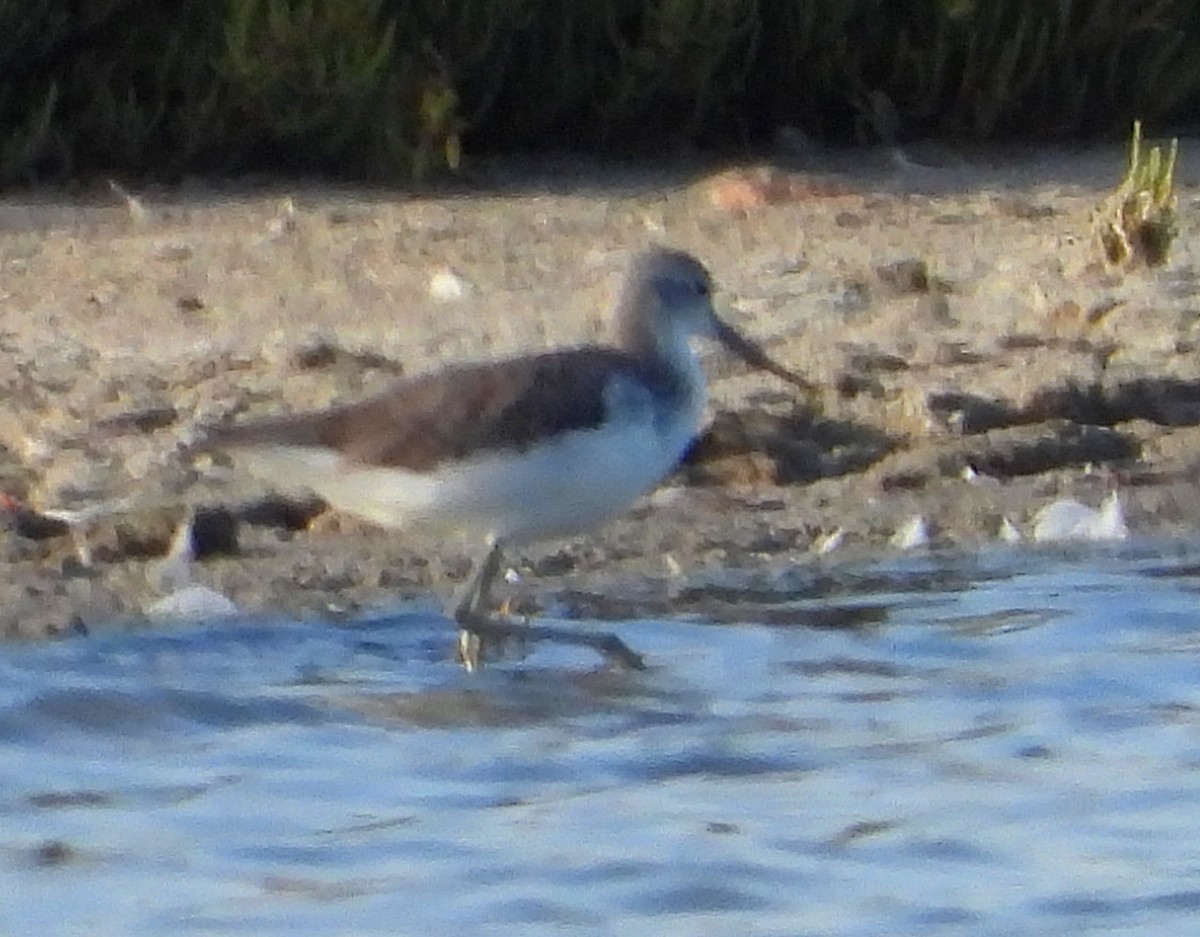 Common Greenshank - ML642180304