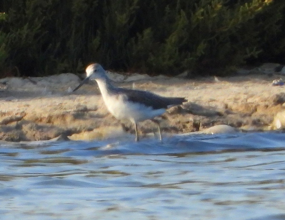 Common Greenshank - ML642180305