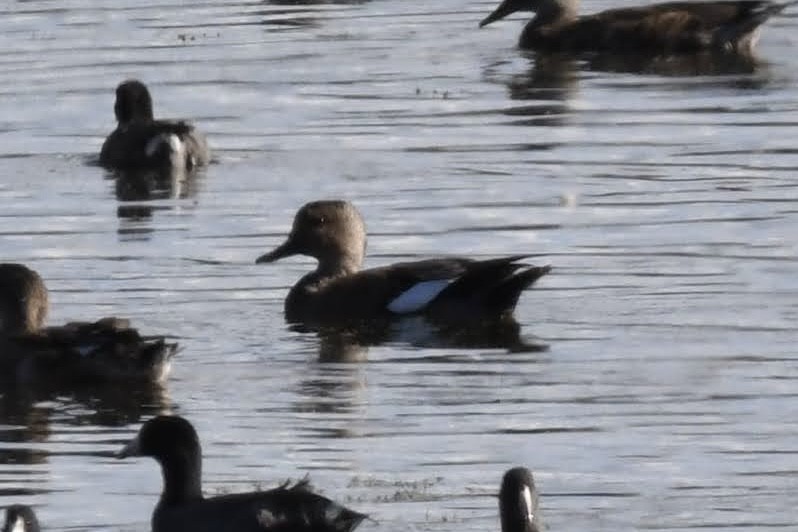 Gadwall - ML642180307