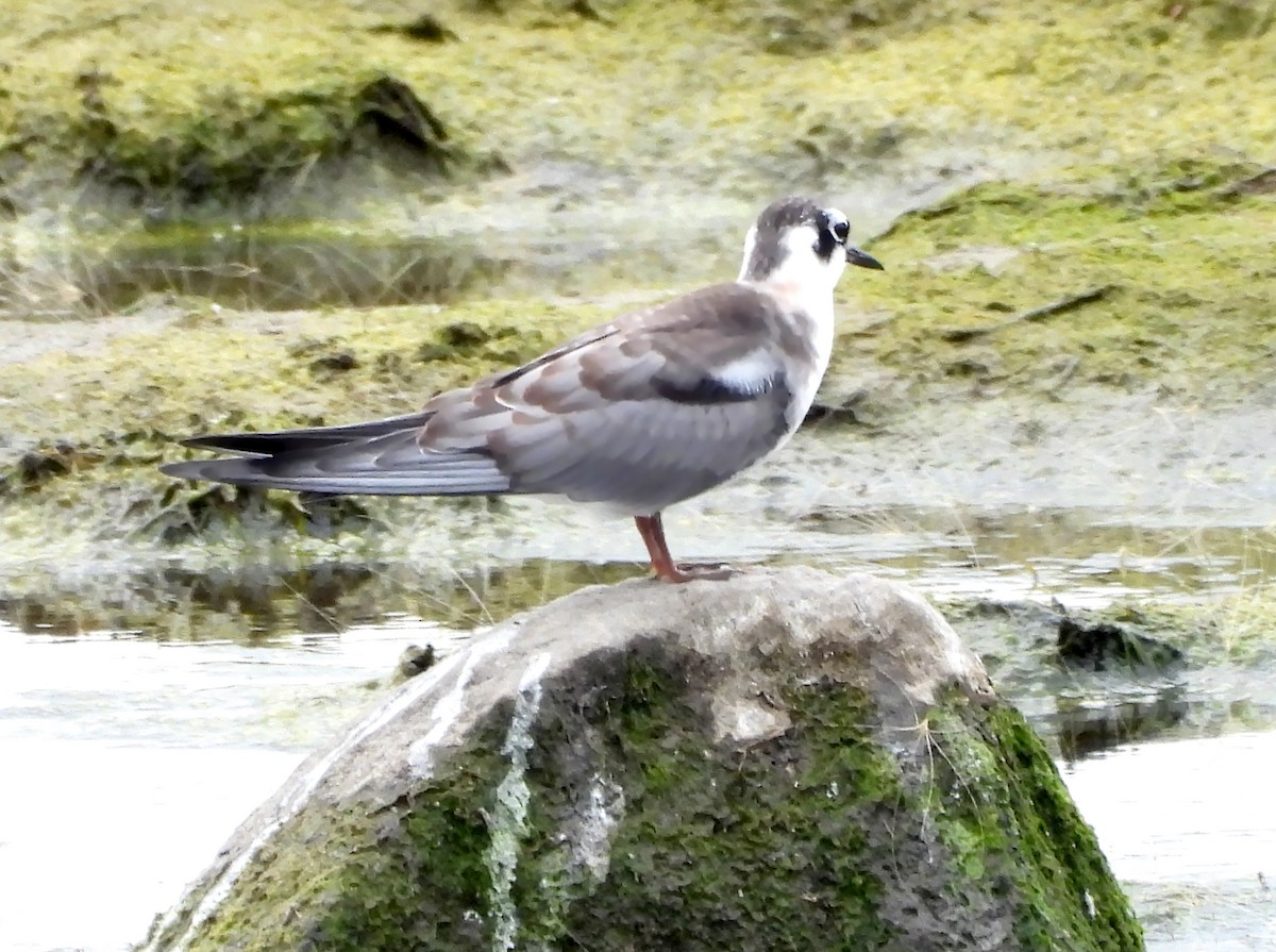 rybák černý - ML642180308