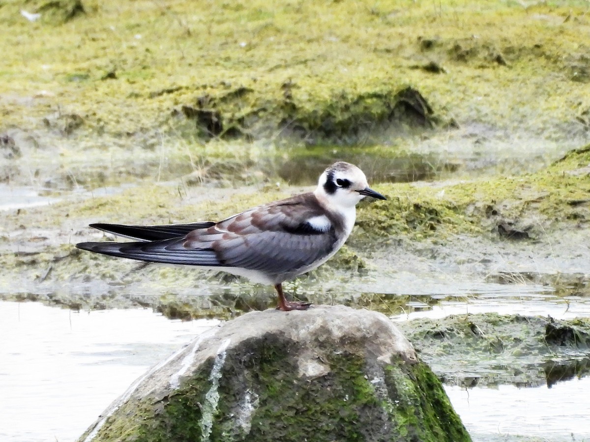 rybák černý - ML642180311