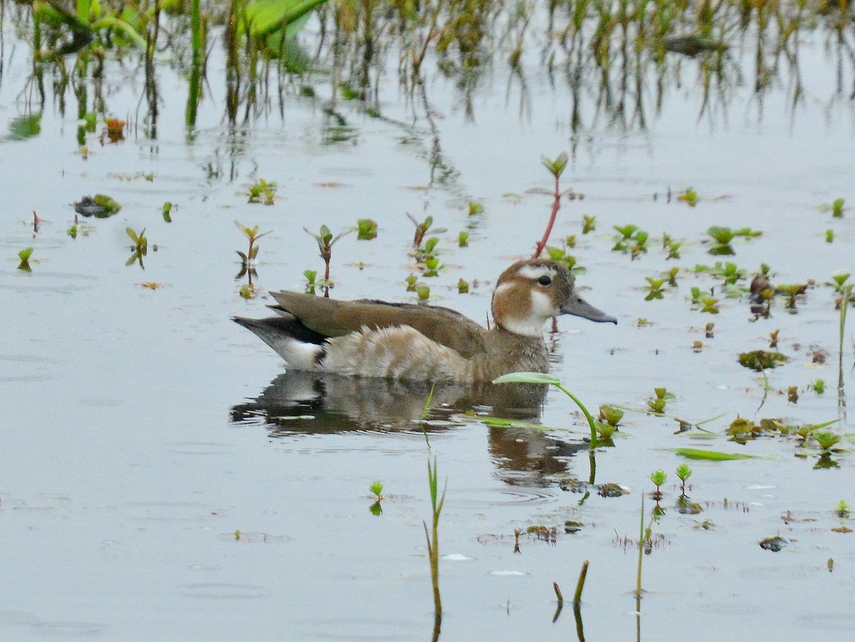 Ringed Teal - ML642180312