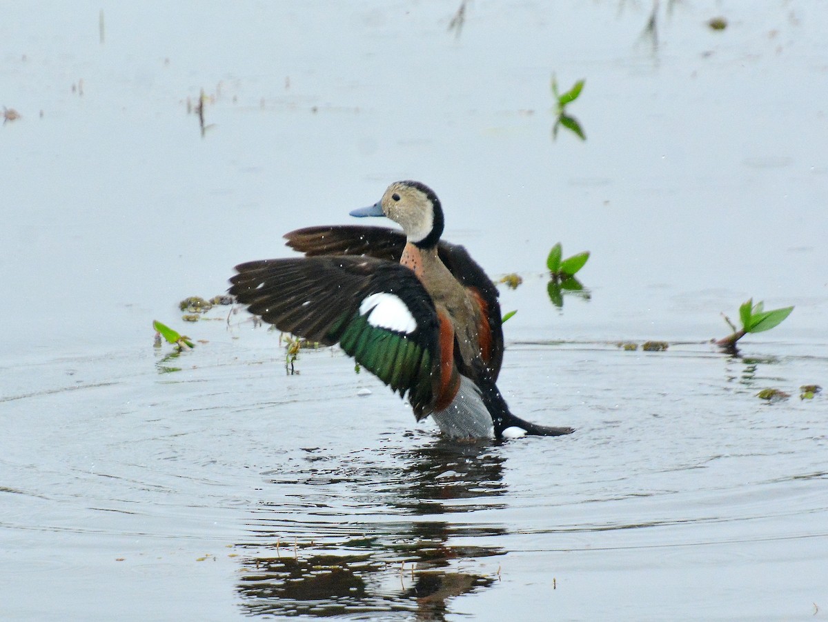 Ringed Teal - ML642180313