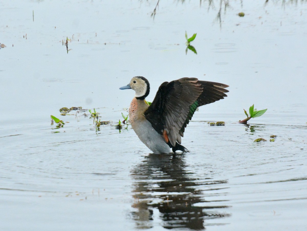 Ringed Teal - ML642180318