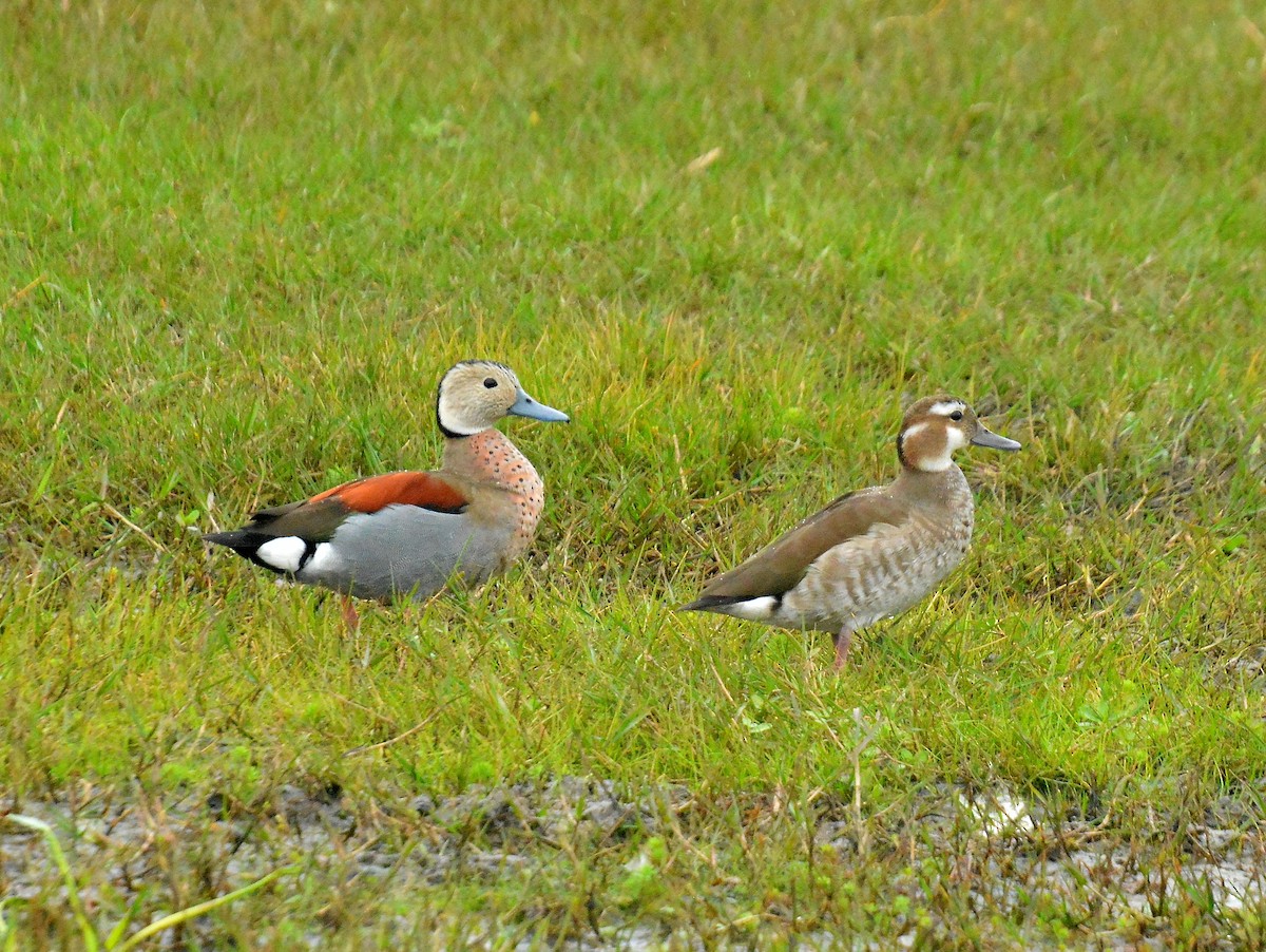 Ringed Teal - ML642180319