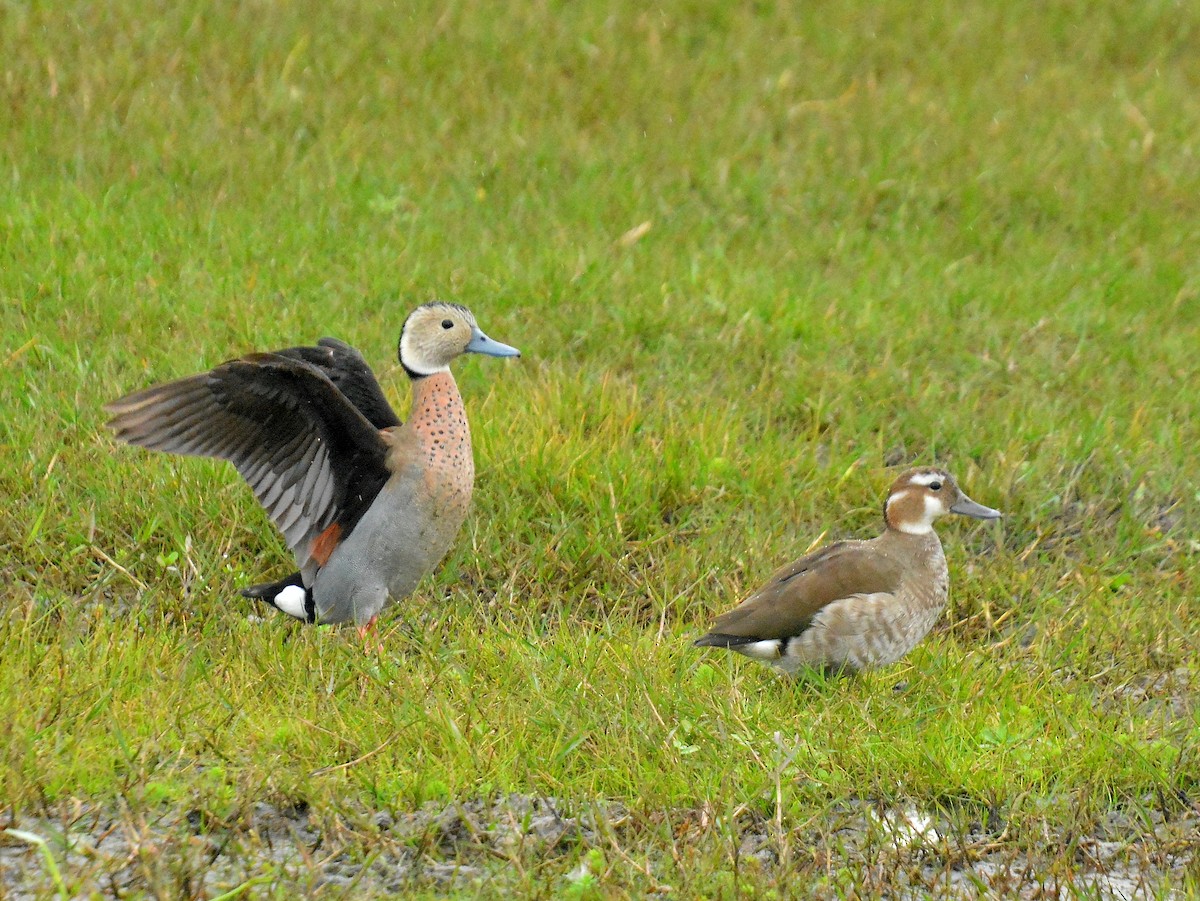 Ringed Teal - ML642180320