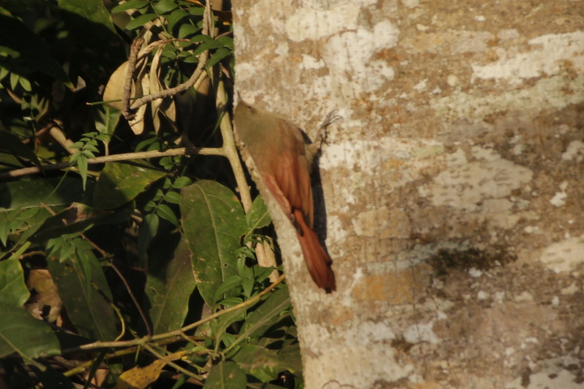 Olivaceous Woodcreeper - ML642180350