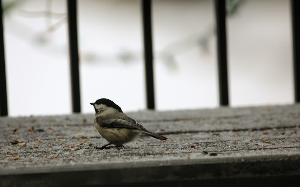 Black-capped Chickadee - ML642180361