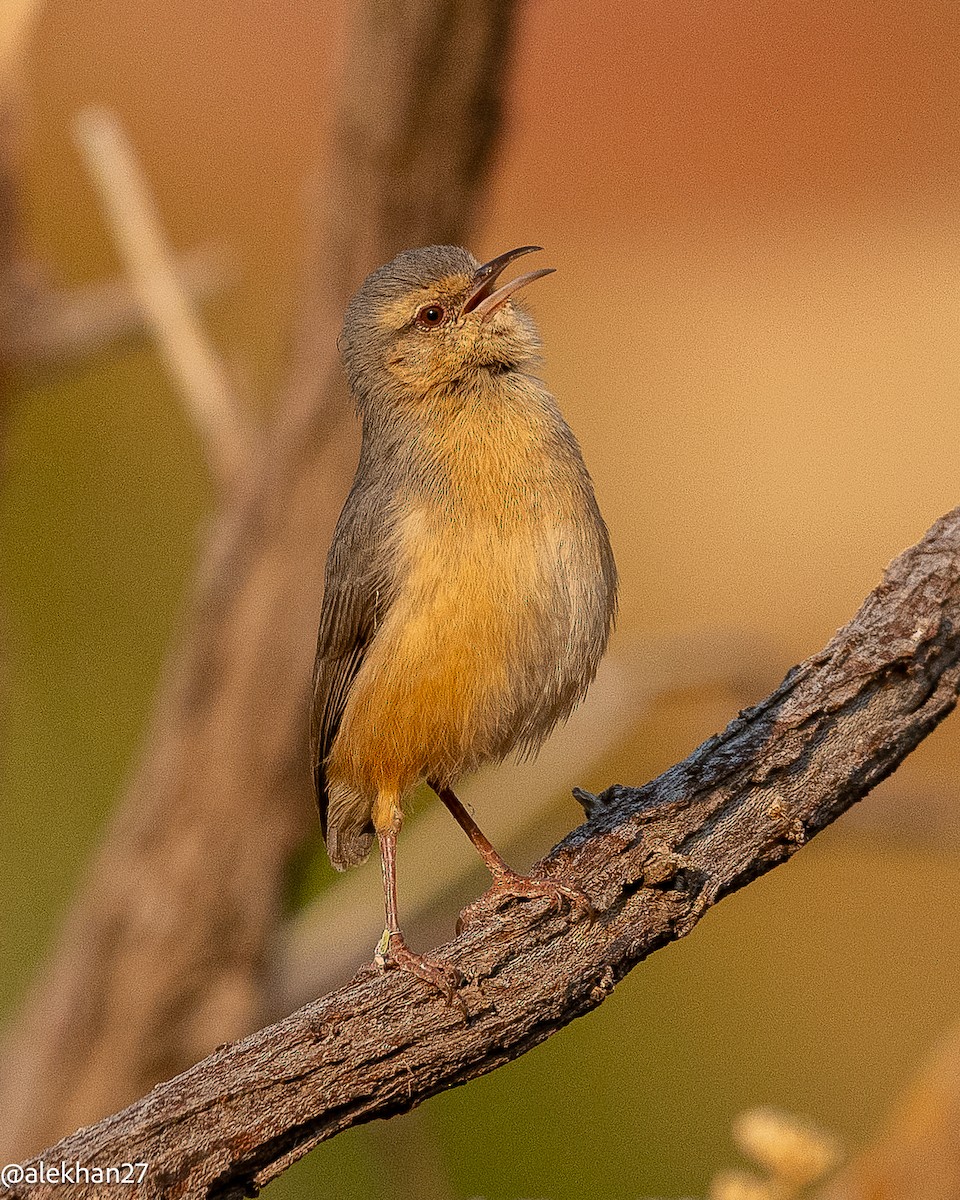 Long-billed Crombec - ML642180365