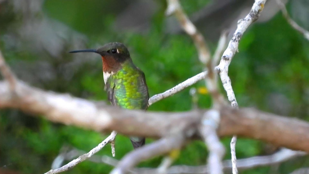 Ruby-throated Hummingbird - ML642180368