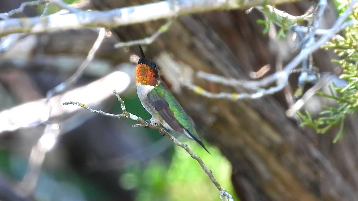 Ruby-throated Hummingbird - ML642180369