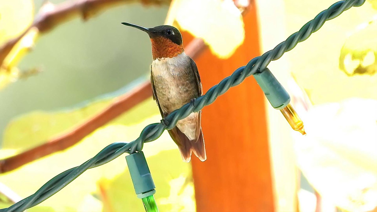 Ruby-throated Hummingbird - ML642180370
