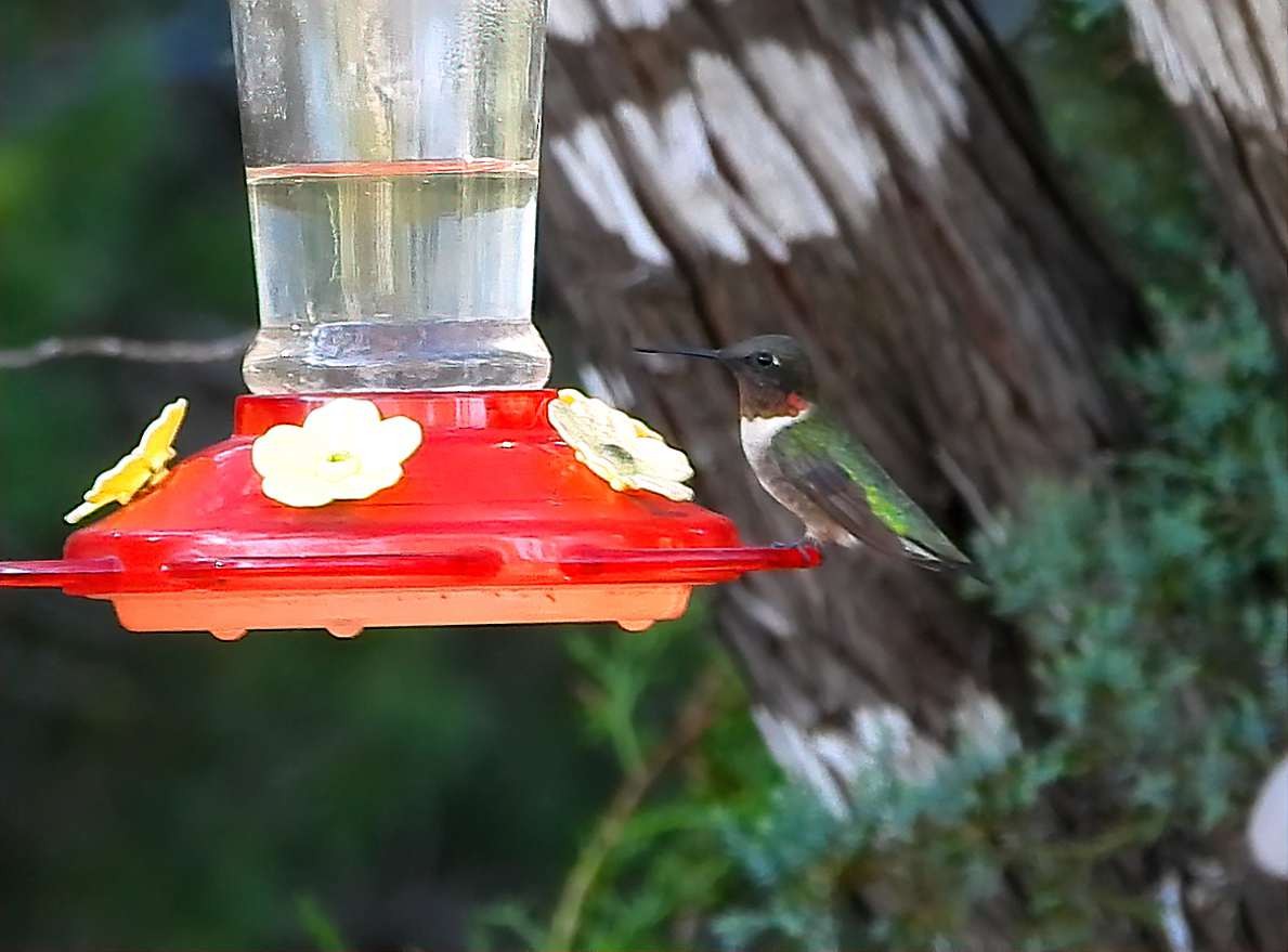 Ruby-throated Hummingbird - ML642180371