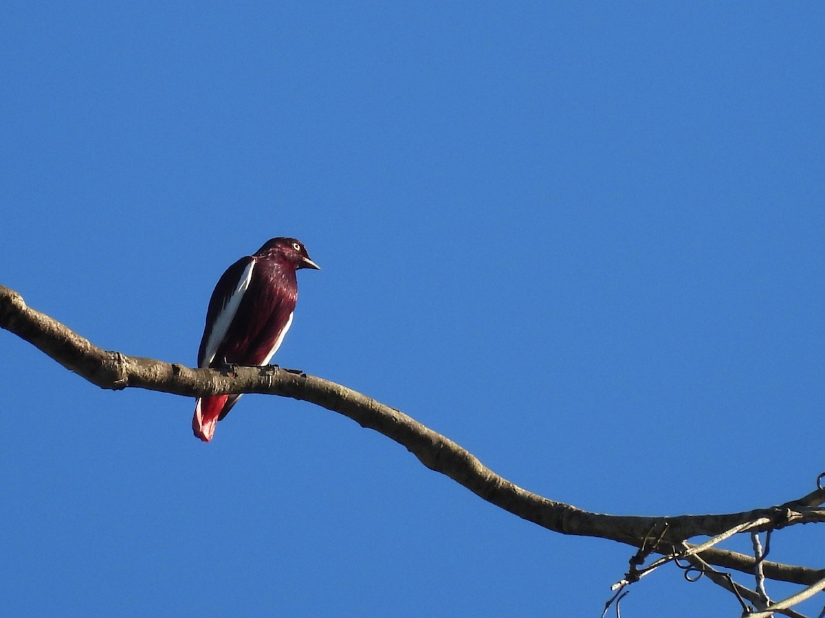 Pompadour Cotinga - ML642180405
