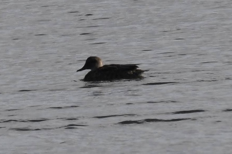 Gadwall - ML642180412