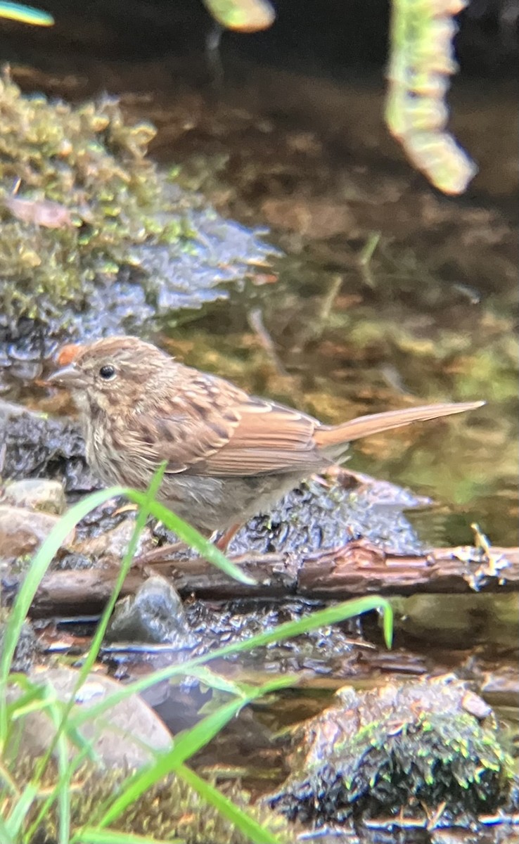 Song Sparrow - ML642180413
