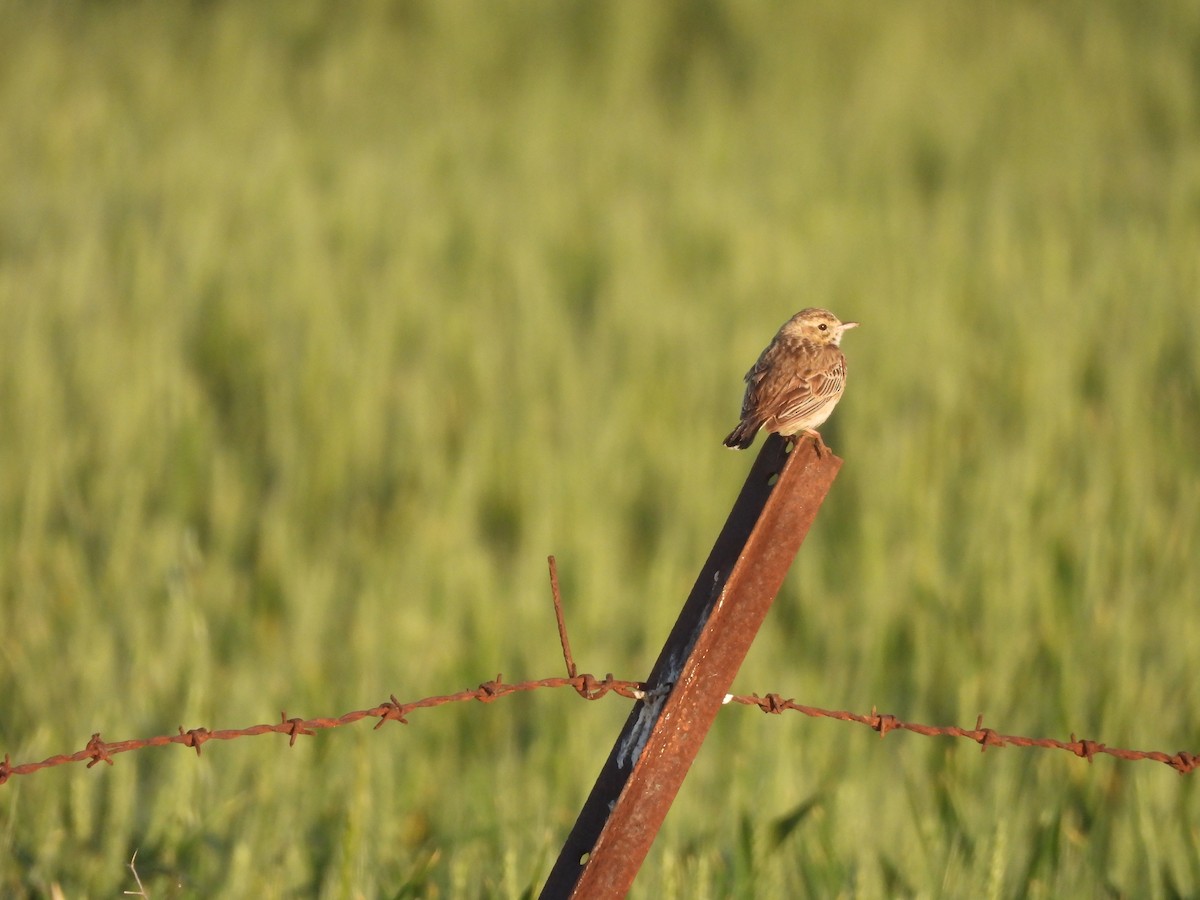 Australian Pipit - ML642180418