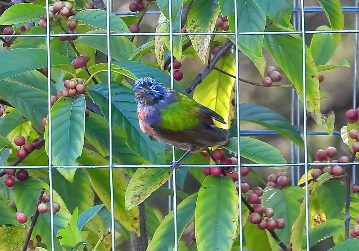 Painted Bunting - ML642180420
