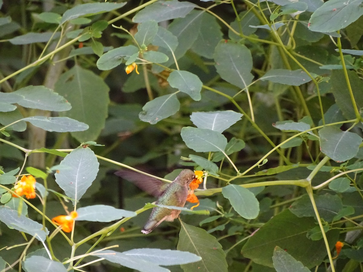 Ruby-throated Hummingbird - ML642180442