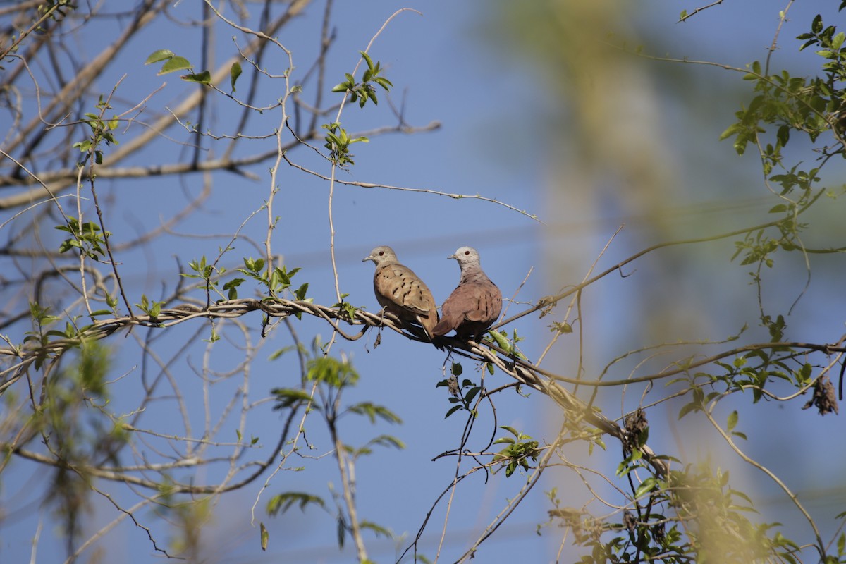 Ruddy Ground Dove - ML642180452