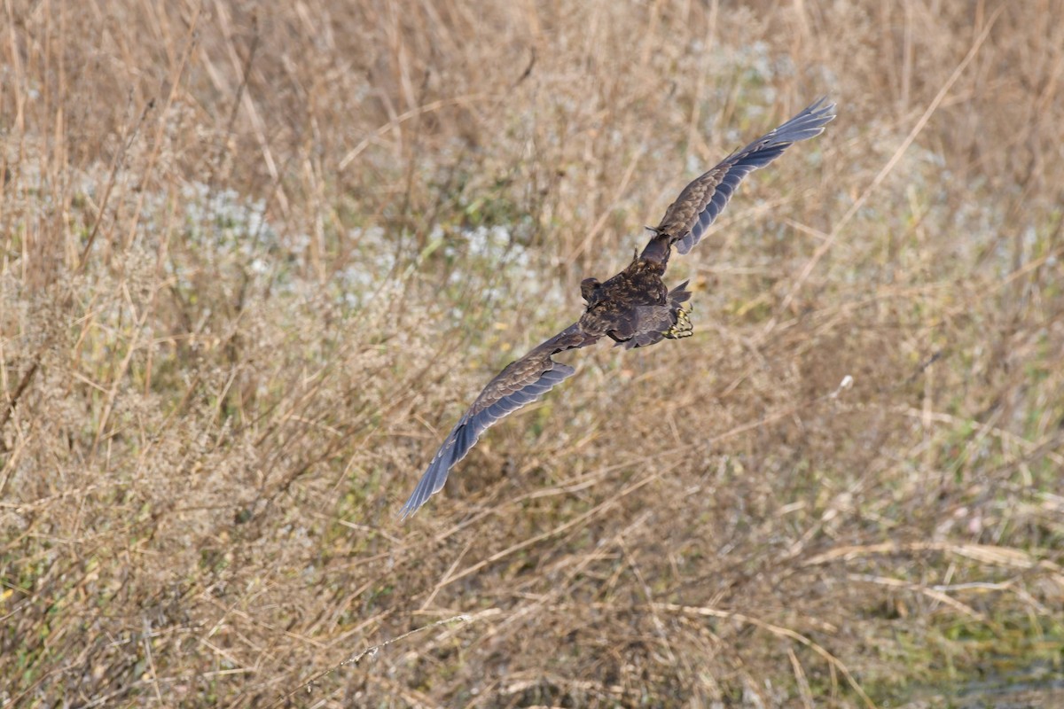 American Bittern - ML642180461