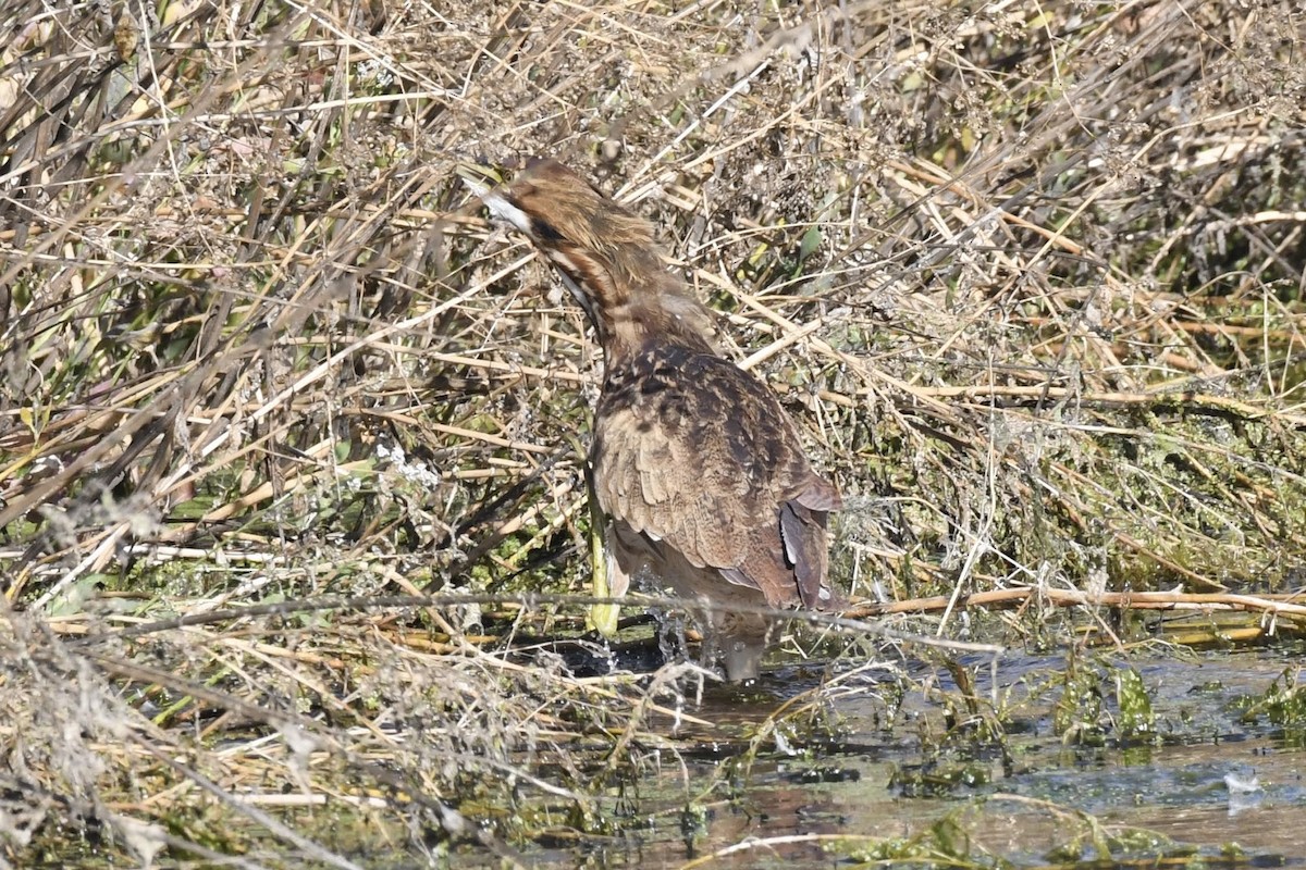 American Bittern - ML642180463