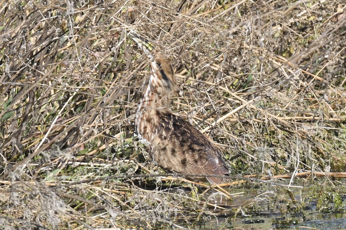 American Bittern - ML642180464